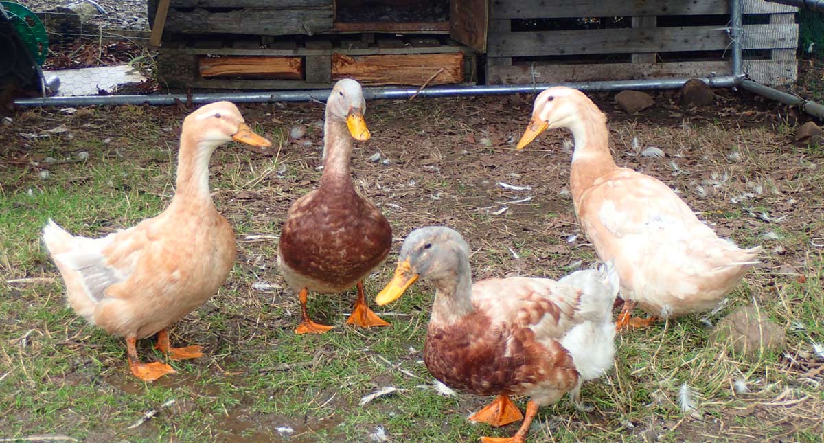 Canard Sauvage vs Canard d'Élevage : Saveurs, Différences et Choix Éthiques