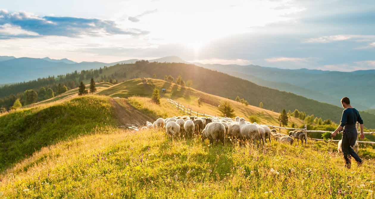 agneaux locaux dans les collines